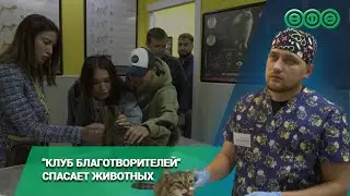 Кот с онкологией и собака-инвалид: в Уфе лечат тяжелобольных животных на средства благотворителей