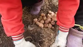 картошка под соломой урожай 2017 года