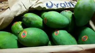 MANGGA HARUMANIS KWALITAS ISTIMEWA #kamilbuah