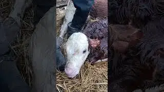 Еще одна девочка в нашем хозяйстве.