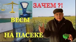 Пасека без весов.  Весы для пасеки. Умные весы. Пчеловодство