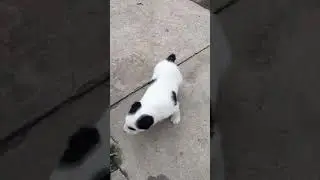 Щенок алабай Барон, 1 месяц