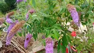 Бабочки.. VID 20240706 152103