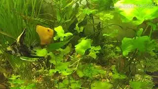 Мои растения и пополнение