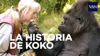 La maravillosa historia de Koko, el gorila que hablaba