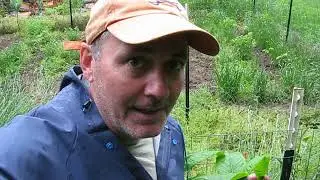 Warning Do Not Eat Pokeweed Here Are The Risks And Hazards