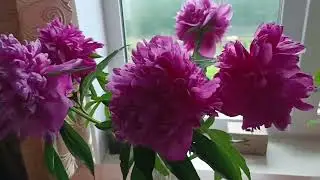 Летний душ, ливневый дождь и гроза.