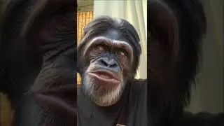 I’M ALLERGIC #joke #jokes #cats #fresh #grass #men #allergic #comedy #funny #laughing #chimpanzee