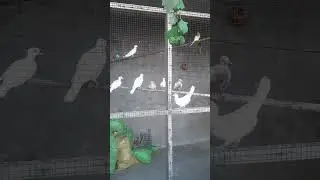 Birds setting time🔥#shorts #birds #viralvideo