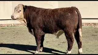 J&J Cattle Co: Lot 