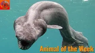 Frilled Shark - Animal of the Week