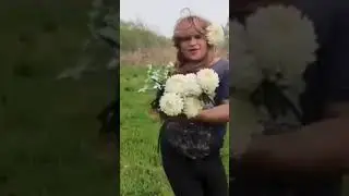 jedine pina