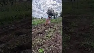 врывается в работу #село #жизньвселе #семейныйканал #дача