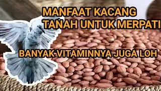 MANFAAT KACANG TANAH UNTUK MERPATI #MANFAATKACANGTANAHUNTUKMERPATI #merpatilovers #merpatikolong