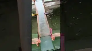 Немножко тернеций на нерест))