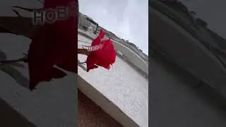 Утро нового дня открывает двери в новый счастливый день. Дерзай! 