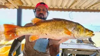 WoW ATTRACTIVE!! Biggest Street Fish Cutting Fish Market In Sri Lanka EXPERT MASTER FISH CUTTING