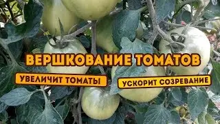 Вершкование куста томатов! Увеличит томаты, ускорит созревание