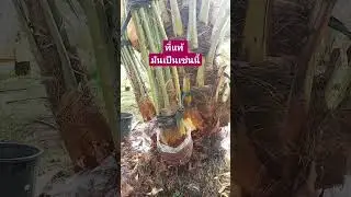 หน่ออินทผลัม มีค่าเกือบหมื่นบาท #ชีวิตในต่างแดน #ท่องเที่ยวสวยงาม #เกษตรพอเพียง
