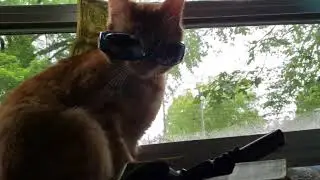 Gangsta Cat has more money than Lil Tay