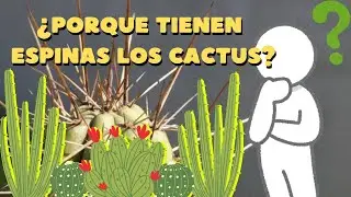¿Porque tienen espinas los cactus?