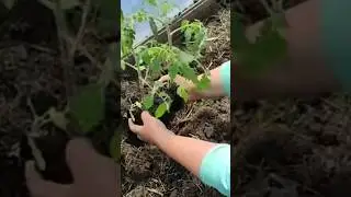 томаты по 2 в 1 лунку 