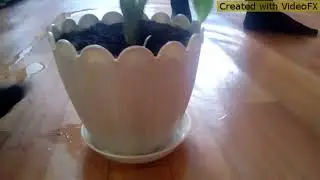 Сказка об Одиноком цветке🌺🌼🌻