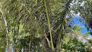 Never seen anything like this before! Sugar Palm - Arenga pinnata