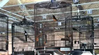 SUARA BURUNG : Aksi Murai Batu Arjuna 30 Jt,Pasca Mabung Langsung Tampil Ngejoss