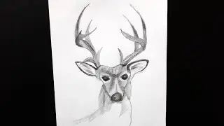 How To Draw Deer / Step By Step / Easy Drawing