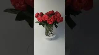 Пионовидные садовые розы Ред пиано #shorts
