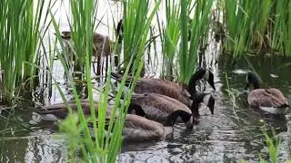 Duck's Swim's in Fields