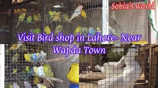 Visit Bird Shop in Lahore- Near Wapda Town | sobia’s world