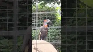 Southern Ground Hornbill Sounds