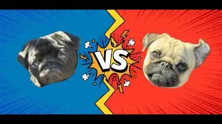 Black Pug vs. Fawn Pug