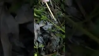 Fake morel mushroom prank #mushroom