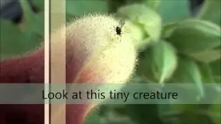 High Definition video of a tobacco flower - Tobacco flower in HD with effects