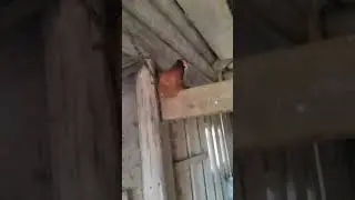 А ВЕДЬ Я НА ТИХИЙ ВЕЧЕРОК РАССЧИТЫВАЛА🤣