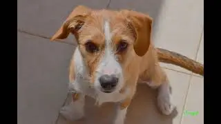 Bella
