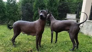 Xolo Astra is pregnant 💝 Dog family spending time