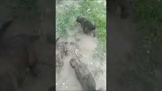 Отдаем-  щенки