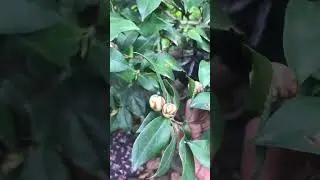 Cách chăm sóc trà để cây khoẻ hoa to
