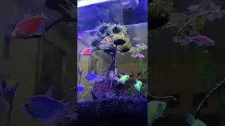 ikan hias glofish dengan led hpl 3w putih & biru