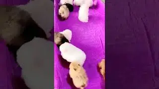 超级可爱的宠物视频 可爱的动物 #shorts #1072