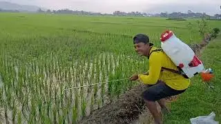 PEMBERIAN POC PERTAMA PADA PADI USIA 10 HST