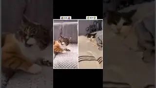 tiktok-girls with animals vs boys