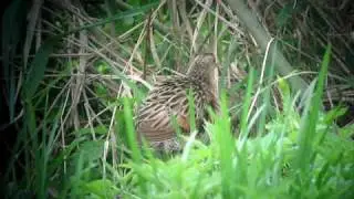 Corncrake / Haris (Crex crex) in Northeast Poland, 2010
