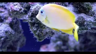 NSLC Marine Biology - Explore underwater ecosystems and marine life