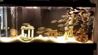 African Cichlids Vs Seaweed