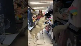COMPRO TUTTO ció che il mio CANE TOCCA e ANNUSA🫣🐶😳 